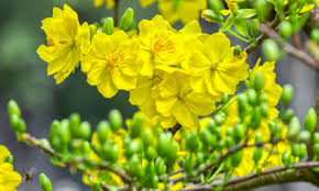 Image result for MAI VÀNG