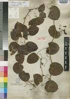 Image result for Smilax anceps