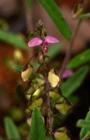 Image result for Polygala sphenoptera