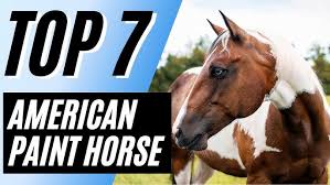 The American Paint Horse You