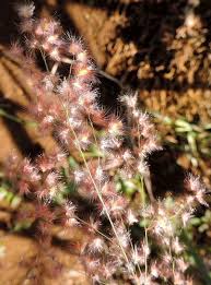 Image result for Melinis longiseta