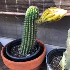 I have some peruvian torch seeds that are half a year old (maybe more). Echinopsis Spachiana Golden Torch Cactus Uploaded By Debbadoh