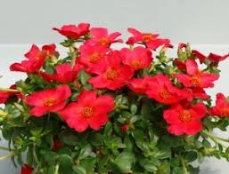 Potete reperire le piantine di portulaca presso un vivaista o un fiorista ben fornito. Sentier Produzione Giovani Piante Di Ciclamino Viole Gerani Annuali Biennai E Perenni