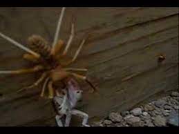 Camel spiders live all over the world in countries like egypt and iraq. Pin On Gross
