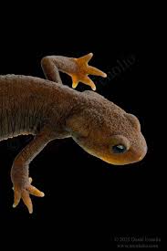 Image result for Craterostigma newtonii