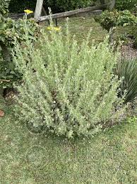 Image result for Atriplex halimus