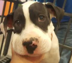 6 Month American Pitbull Terrier Black And White 11 14 17 35300574 Current Status Is Unknown Animal Id T35300574 R Nspecies Tdog R Nbreed Tterrier American Pit Bull Dog Adoption Dog List
