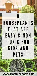 9 House Plants That Are Easy Non Toxic For Kids And Pets Marching North Safe House Plants Easy House Plants Popular House Plants