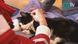 (gründe, ablauf beim tierarzt ist eine katze alt oder krank müssen viele besitzer früher oder später die schmerzliche erfahrung machen. Die Tierretter 5 6 Der Schwere Abschied Youtube