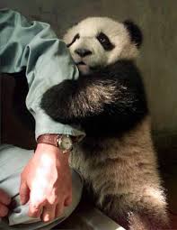 21 Questions You Never Want Your Family To Ask Funny Animal Pictures Panda Bear Cute Panda