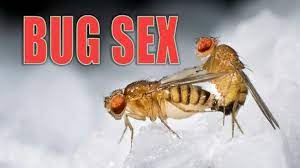 Bug Sex | Nature of Things