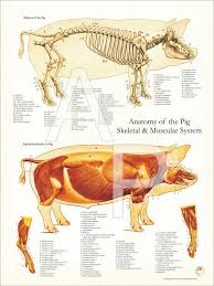 Pig Anatomy Poster Animal Skeletons Anatomy Animal Science