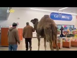 A horse walks into a bar… is probably the greatest joke of all time, which got us thinking, how much more comedic value can we wring out of this brilliantly simple setup? a duck walks into a bar with a bunch of friends, but all his friends ditch him. Caught On Camel Ra Michigan Man Takes His Pet Camel To Petsmart Youtube