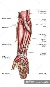 It starts from the medial epicondyle and inserts into a tendon (just below the insertion of the supinator). Anterior Forearm Muscles All Products Are Discounted Cheaper Than Retail Price Free Delivery Returns Off 69