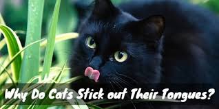 Particularly if he is having difficulty breathing, his tongue will wag as he tries to draw breath. Teasing Tasting Or Taunting Why Do Cats Stick Out Their Tongues Cat Checkup