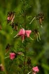 Image result for Indigofera hedyantha