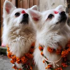 Mimpi daging anjing mimpi makan daging anjing dikatakan tanda bakal menghadapi halangan besar dalam masa terdekat. Kukur Tihar Saat Para Anjing Turut Serta Memeriahkan Diwali Guideku Com