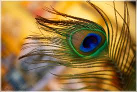 Check spelling or type a new query. Peacock Feather Questions And Answers With Romapada Swami