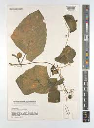 Image result for Coccinia barteri