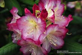 Rhododendron Spring Garden Flower Pictures Organic Gardening Tips