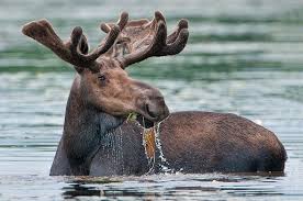 But there is one very funny video clip from a tiktok user, kristy_234, which shows a large moose running on water. Can Moose Really Dive Teton Science Schools