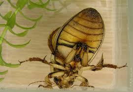 Maybe you would like to learn more about one of these? Great Diving Beetle Wikipedia