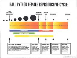 Ball Python Size Chart Siteze