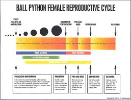 ball python size chart siteze