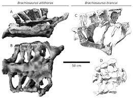 Image result for Brachystegia torrei