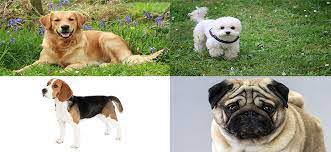 evde besleyebileceginiz kopek cinsleri kedi kopek hayvanlar kitchendesign animals dogs cats