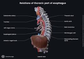 Image result for esophagus