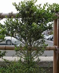 つげ の木が枯れてきています 原因が解らないので対処方法を教えてくれません Yahoo 知恵袋