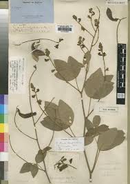 Image result for Adenodolichos