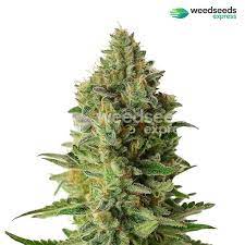 In other words, they practically have anything that would come in handy in your kitchen. White Widow Autoflower Seeds Wse Delivery Guaranteed