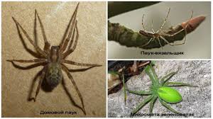 Izinkan saya nyatakan kekaguman saya dengan jumlah belanjawan 2021. Spider Of The Moscow Region Foto Nama Dan Deskripsi