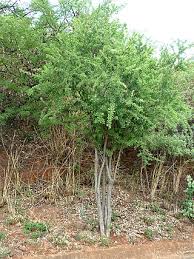 Image result for Gymnosporia arenicola