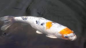 Maybe you would like to learn more about one of these? Penyebab Ikan Koi Berubah Warna Dan Cara Mengatasi Serta Mencegahnya Arenahewan Com