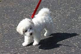 Bichon Frise Puppy Google Search Bichon Frise Puppy Bichon Frise Bichon Frise Breeders