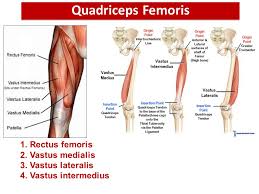 Medial part of the back of the thigh in the lower part is supplied by medial branches of the anterior cutaneous nerve. Rectus Femoris Origin And Insertion Images
