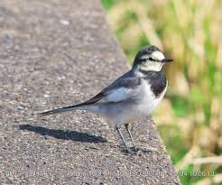 ズカンドットコム