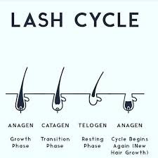 Exogen (new hair phase) this is part of the resting phase where the old hair sheds and a new hair continues to grow. The Eyelash Lifecycle And Growth Phases Uklash