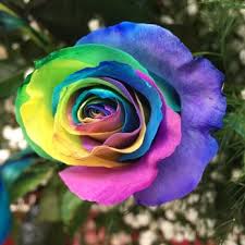 Yazel's flowers & gifts is located in lima city of ohio state. Mohler S Flowers By Uhl Florists 1052 Bellefontaine Ave Lima Oh Phone Number Yelp