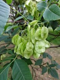 Image result for Laggera elatior