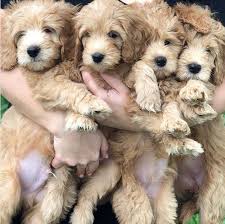 Drop dead gorgeous goldendoodles and golden retrievers (dab) pic hide this posting restore restore this posting. Goldendoodle Pricing Paws Of Love Goldendoodles Miami