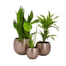 Vi piacciono le creazioni originali? Piante Da Interno 3 Monstera In Vaso Di Metallo Oro Rosa Come Set Altezza 62