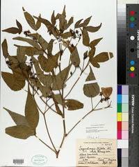 Image result for Gossypioides