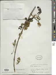 Image result for Vitex ferruginea