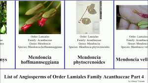 Image result for Megalochlamys