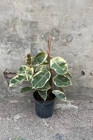 Image result for Ficus elastica