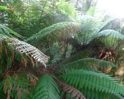 Image result for Dryopteris antarctica